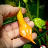 Sugar Rush, Stripey x Aji Flor Morado (F2)