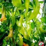 Sugar Rush, Stripey x Aji Flor Morado (F2)