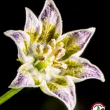 Sugar Rush, Stripey x Aji Flor Morado (F2)