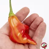 Stripey Chilis (Seed Kit)