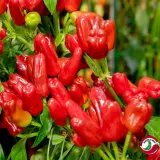 Turkish Flower Pepper