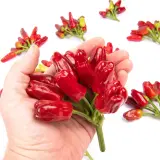 Fatalii’s Chili Seed Advent Calendar (Limited 2023 Edition)