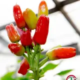 Turkish Flower Pepper