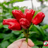 Turkish Flower Pepper