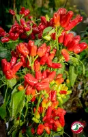 Turkish Flower Pepper