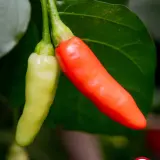 Fatalii’s Chili Seed Advent Calendar (Limited 2023 Edition)