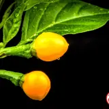 Fatalii’s Chili Seed Advent Calendar DELUXE (Very Limited 2025 Edition)