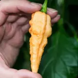 Peach Bhut Jolokia