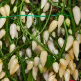 Fatalii’s Chili Seed Advent Calendar DELUXE (Very Limited 2025 Edition)