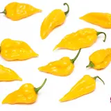 Fatalii