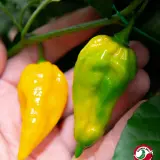 Fatalii