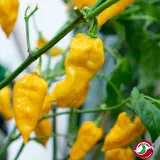 Fatalii