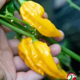 Fatalii