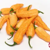 Peach Bhut Jolokia