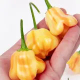 Aji Fantasy Stripey