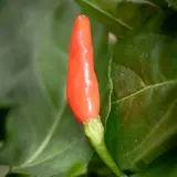 Aji Guaguao