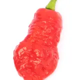 Fatalii’s Chili Seed Advent Calendar DELUXE (Very Limited 2025 Edition)