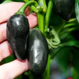 Chili Vault: SMOKED Jalapeño Master Blend - 10g Chili Flakes