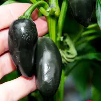 Jalapeno, Black Magic