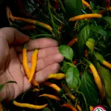 Thai Orange Hot