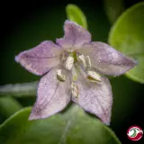 Purple Flowered Chacoense