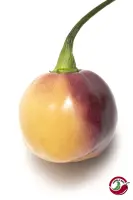 Purple Peach (CGN 21500)