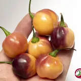 Purple Peach (CGN 21500)