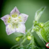 Cumari Atertic (C. praetermissum)