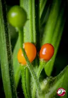 Cumari Jersic (C. praetermissum)