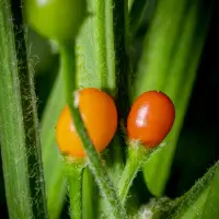 Cumari Jersic (C. praetermissum)