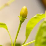 Cumari Parana (C. praetermissum)