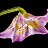 Cumari Parana (C. praetermissum)