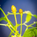 Cumari Parana (C. praetermissum)