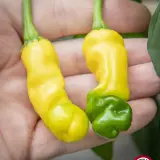 Peter Pepper, Yellow