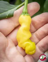 Peter Pepper, Yellow