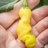 Peter Pepper, Yellow