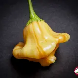 Aji Fantasy Stripey