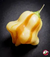 Aji Fantasy Stripey