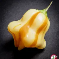 Aji Fantasy Stripey