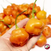 Aji Fantasy Apricot