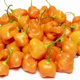 Aji Fantasy Apricot