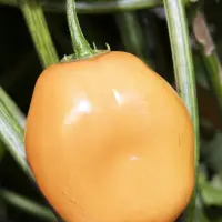 Rocoto, Orange (CAP 867)