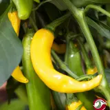 Cayenne, Yellow