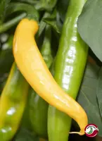 Cayenne, Yellow