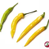 Cayenne, Yellow