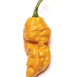 Chili Vault: Golden Primotalii - 10g Chili Flakes (Limited Edition)