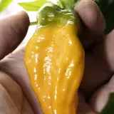 Peperonchini Orange