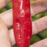 Aji Chileno