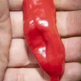 Aji Chileno