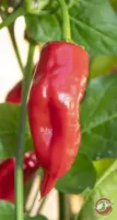 Aji Chileno